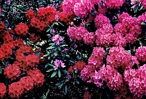 Shades of Red Rhodedendrons